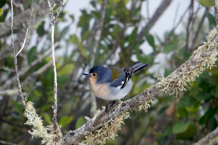 Madeira