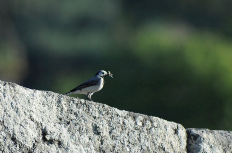 Birdwatching, olha o passarinho!