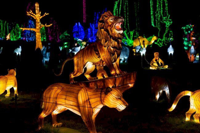 Zoo Santo Inácio: Festival Luzes Selvagens