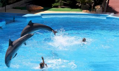 100 anos após o seu nascimento, recordemos Saramago - Golfinhos à vista