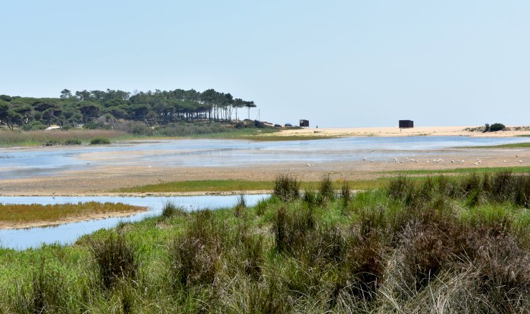 “Dia Aberto” dá a conhecer futura reserva natural da Foz do Almargem e do Trafal