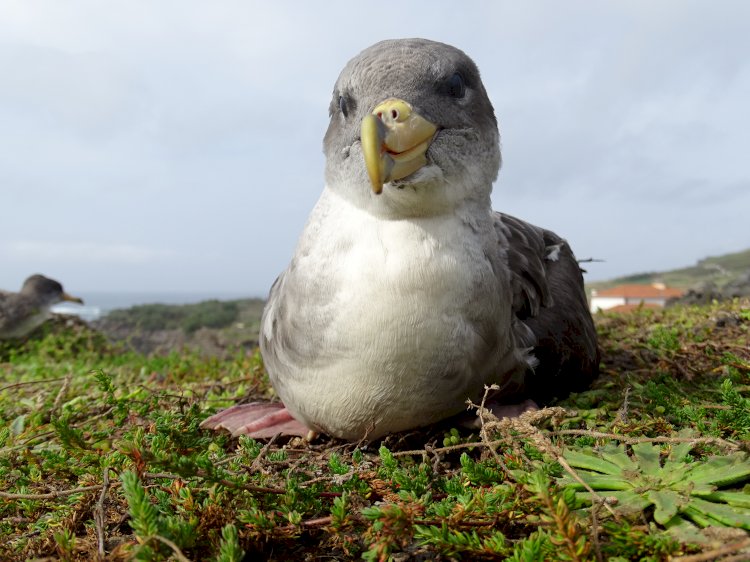 Corvo apaga as luzes para salvar aves marinhas