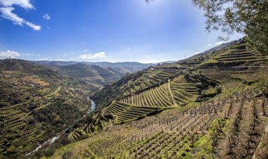 Enoturismo no Douro