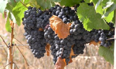 Estreia do documentário "Vinho, o sangue da terra" no Teatro-Cine de Torres Vedras