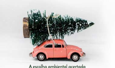 Câmara Municipal de Águeda oferece Pinheiros de Natal