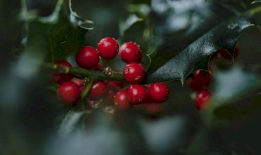 Os jardins do Palácio de Cristal abrem  as portas ao Natal