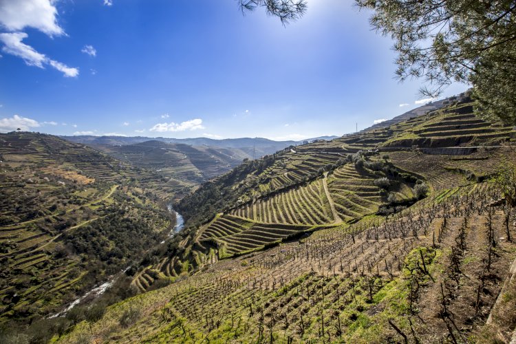 Enoturismo no Douro