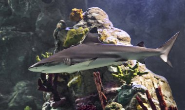 SHARKLIFE: mitos, verdades e novas espécies no SEA LIFE Porto