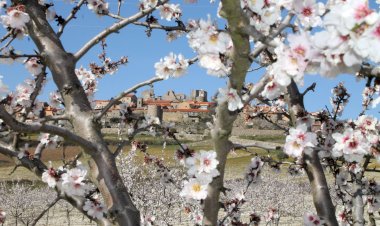 Figueira de Castelo Rodrigo celebra 82 anos da Festa da Amendoeira em Flor