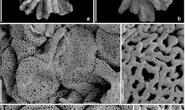 Descoberta nova flora de angiospérmicas no Cretácico Inferior da região de Torres Vedras