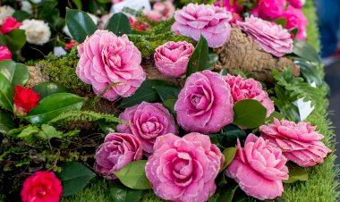 Parque da Pena acolhe Exposição de Camélias e apresenta nova colecção inédita