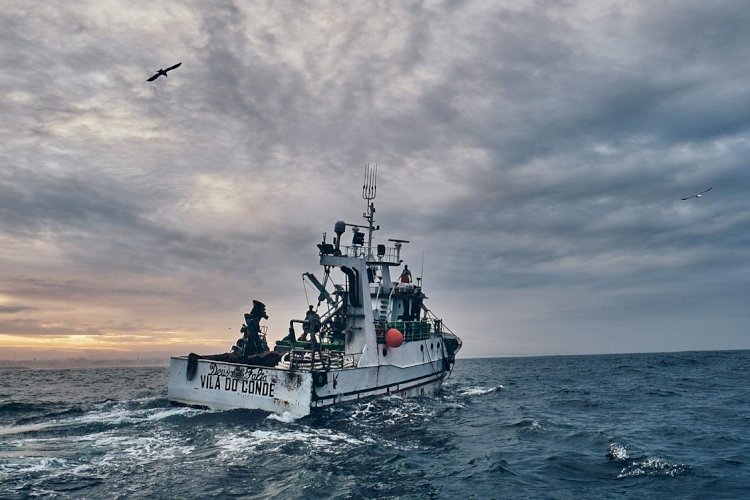 'Sardinha, o sem fim da pesca do cerco'