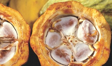 Chocolate-Portugueses chegam aos 2 kg per capita