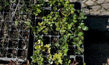 “Uma Árvore dá Vida”: cidadãos e entidades estão a ajudar a reflorestar o concelho de Loulé