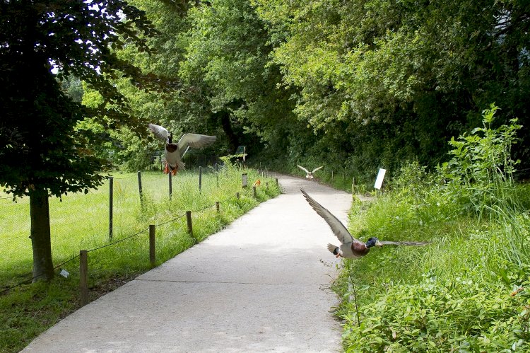 40 anos do Parque Biológico de Gaia  assinalados com dias abertos