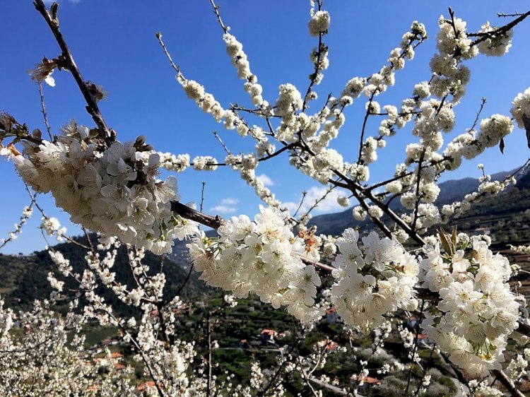 Rota das Cerejeiras em Flor regressa a Resende