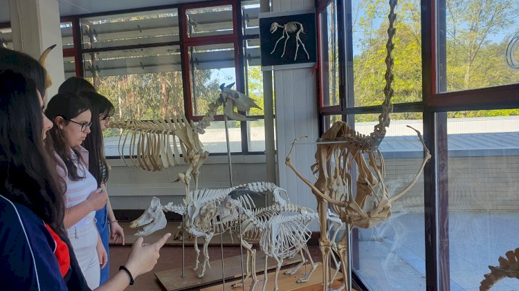 Mais de 50 esqueletos para visitar  no Museu de Anatomia Animal da UTAD