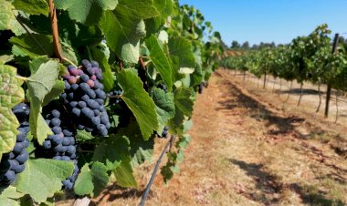 “Roads to Wine” proporciona provas em cinco adegas algarvias a partir de Portimão