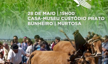 "Ciclo do Milho" vai ser recriado em Murtosa