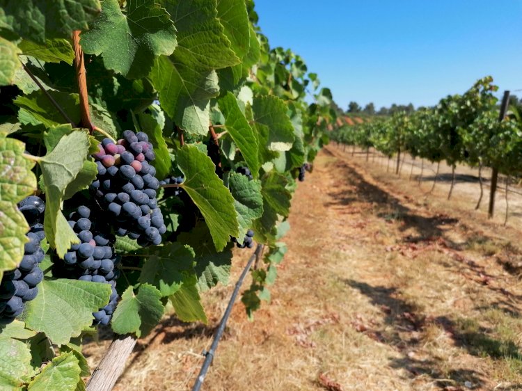 “Roads to Wine” proporciona provas em cinco adegas algarvias a partir de Portimão