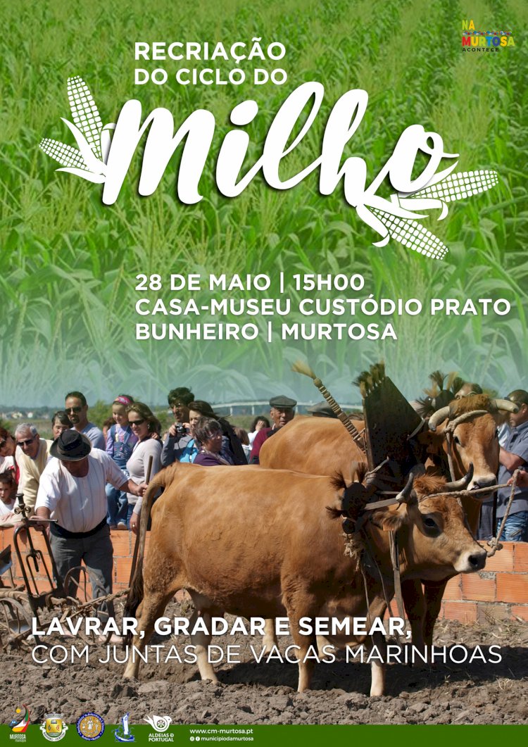 "Ciclo do Milho" vai ser recriado em Murtosa