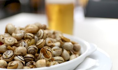 Em Vendas Novas Junho é o mês do caracol