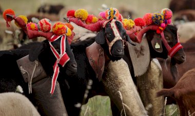 Seia promove Festa da Transumância e dos Pastores
