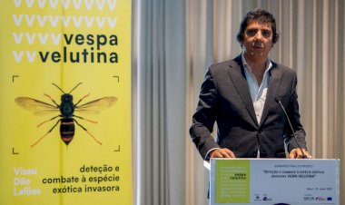 Seminário apresentou resultados do projecto de combate à vespa asiática em Viseu Dão Lafões
