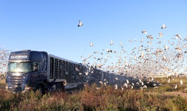 Quatro mil pombos voam de Barcelona para Portugal
