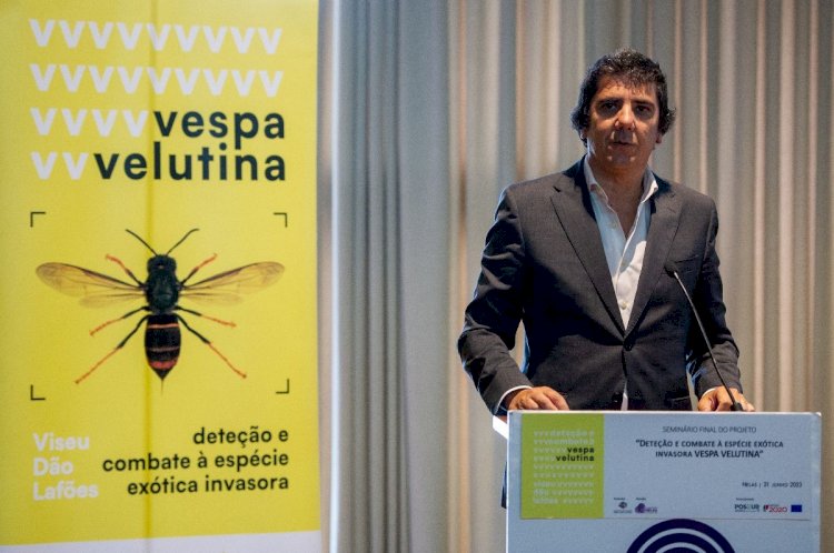 Seminário apresentou resultados do projecto de combate à vespa asiática em Viseu Dão Lafões