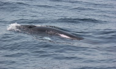 Os corcéis de Salomão