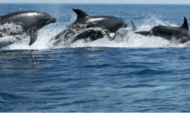 O tesouro invisível