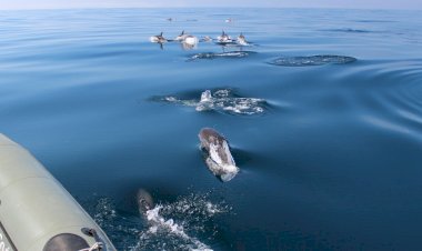 Biodiversidade em Sagres