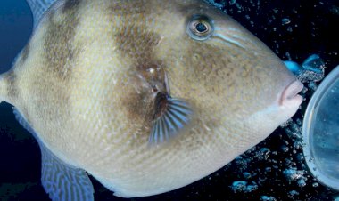 Dorsal Atlântica e Banco D. João de Castro