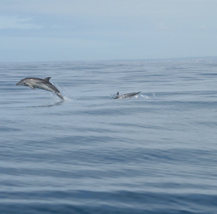 Oceanário defende polvos e pradarias-marinhas