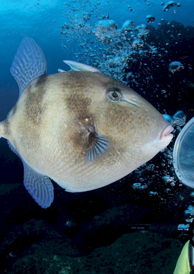 Dorsal Atlântica e Banco D. João de Castro