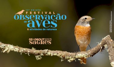 Festival de Observação de Aves regressa a Sagres