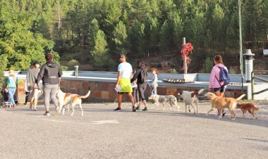 12ª Cãominhada com inscrições abertas