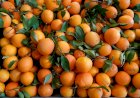 Mercado Municipal de Portimão volta a dedicar uma semana à laranja
