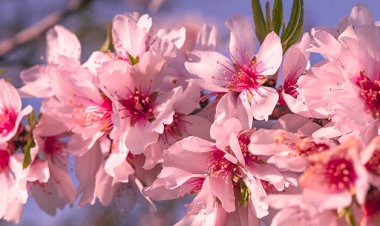 CP | Rota das Amendoeiras 2024