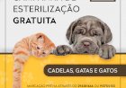Ponta Delgada volta a promover campanha de esterilização gratuita