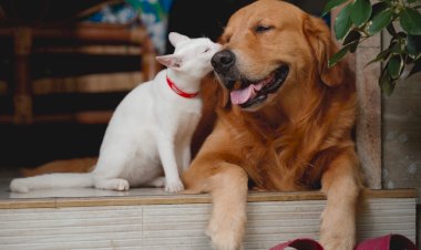 Campanha de Apoio à Esterilização de Animais de Companhia