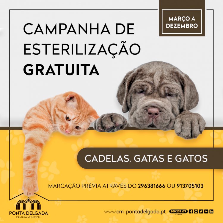 Ponta Delgada volta a promover campanha de esterilização gratuita