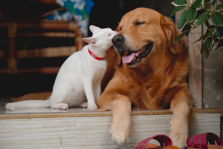 Campanha de Apoio à Esterilização de Animais de Companhia