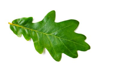 ESPIRAL lança novo single "Pantagruel"