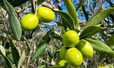 Congresso Nacional do Azeite em Valpaços
