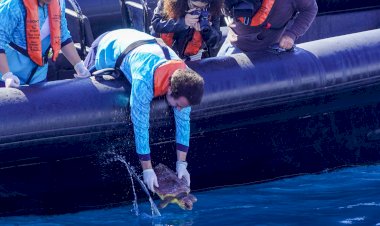 Porto d’Abrigo do Zoomarine devolve tartarugas ao mar em Portimão