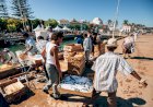Portimão em contagem decrescente para a recriação da descarga da sardinha