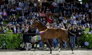 Feira do Cavalo de Ponte de Lima regista recorde