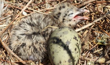 Maior colónia do mundo da gaivota-de-audouin vive na Ria Formosa e está a crescer